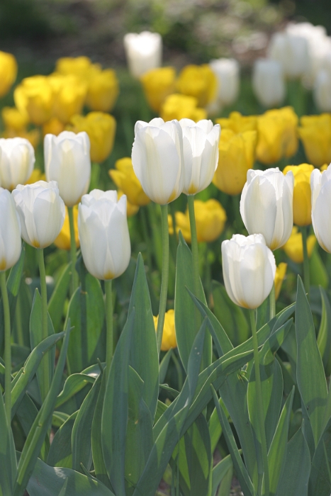 Tulipes a Morges 2007 - 138